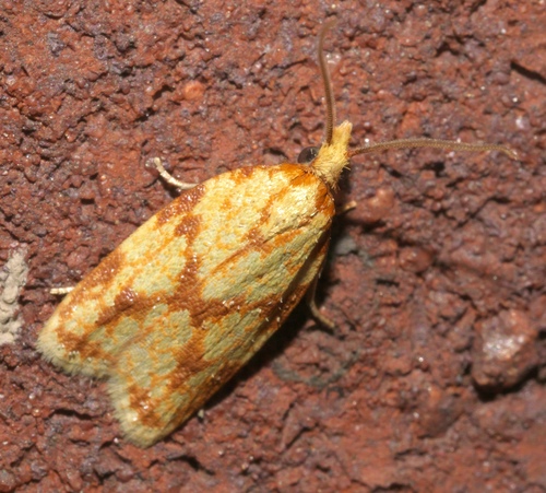 Sparganothis Fruitworm Moth photo 4
