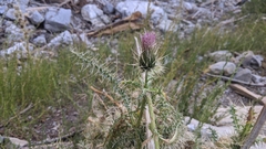 Cirsium eatonii clokeyi