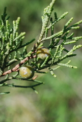 Juniperus turbinata