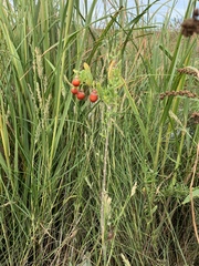 Solanum pseudocapsicum