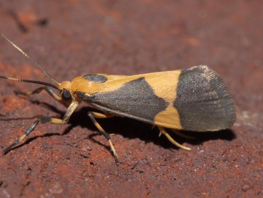 One-banded Lichen Moth