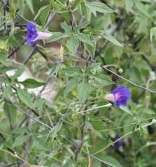 Ipomoea pubescens