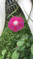 Ipomoea orizabensis