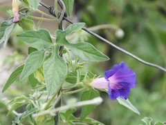 Ipomoea pubescens