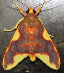 Trichromia rhodocraspis