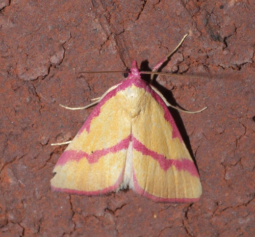Ernestine's Moth photo 5