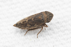 Aphrodinae