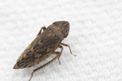 Aphrodinae