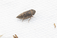 Aphrodinae