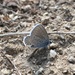 Plebejus melissa annetta - Photo (c) Jacob Bell, some rights reserved (CC BY-NC), uploaded by Jacob Bell