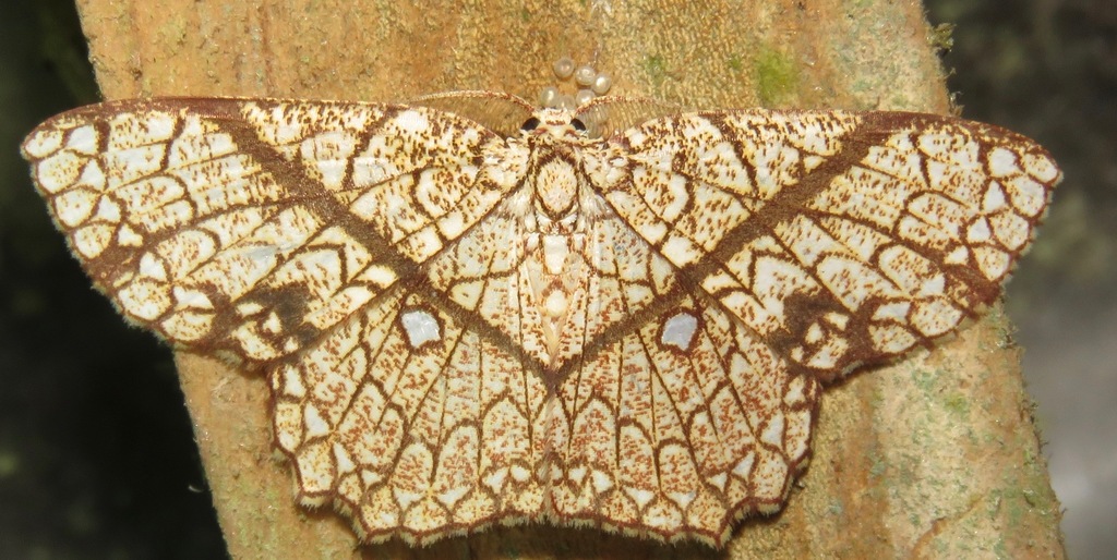 Cyclophora insigniata