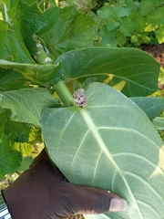 Calotropis procera
