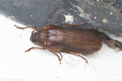 Tragosoma harrisii
