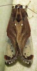 Bertholdia