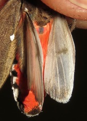 Bertholdia