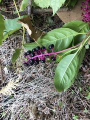 Phytolacca americana