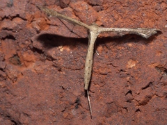 Stenoptilodes taprobanes