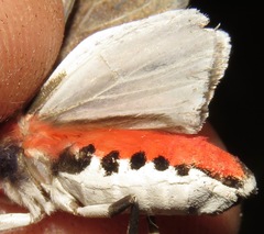Bertholdia
