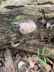 Hypomyces tremellicola