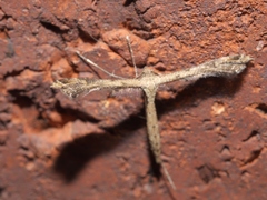 Stenoptilodes taprobanes