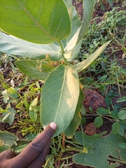 Calotropis procera image