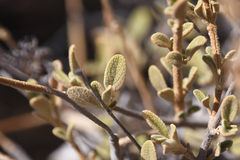 Pseudodictamnus mediterraneus