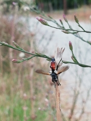 Cylindromyia intermedia