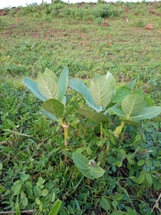 Calotropis procera image