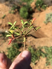 Oxalis aridicola