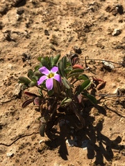Oxalis aridicola