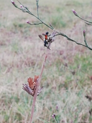 Cylindromyia intermedia