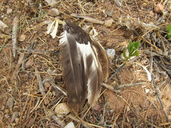 Gallus gallus domesticus