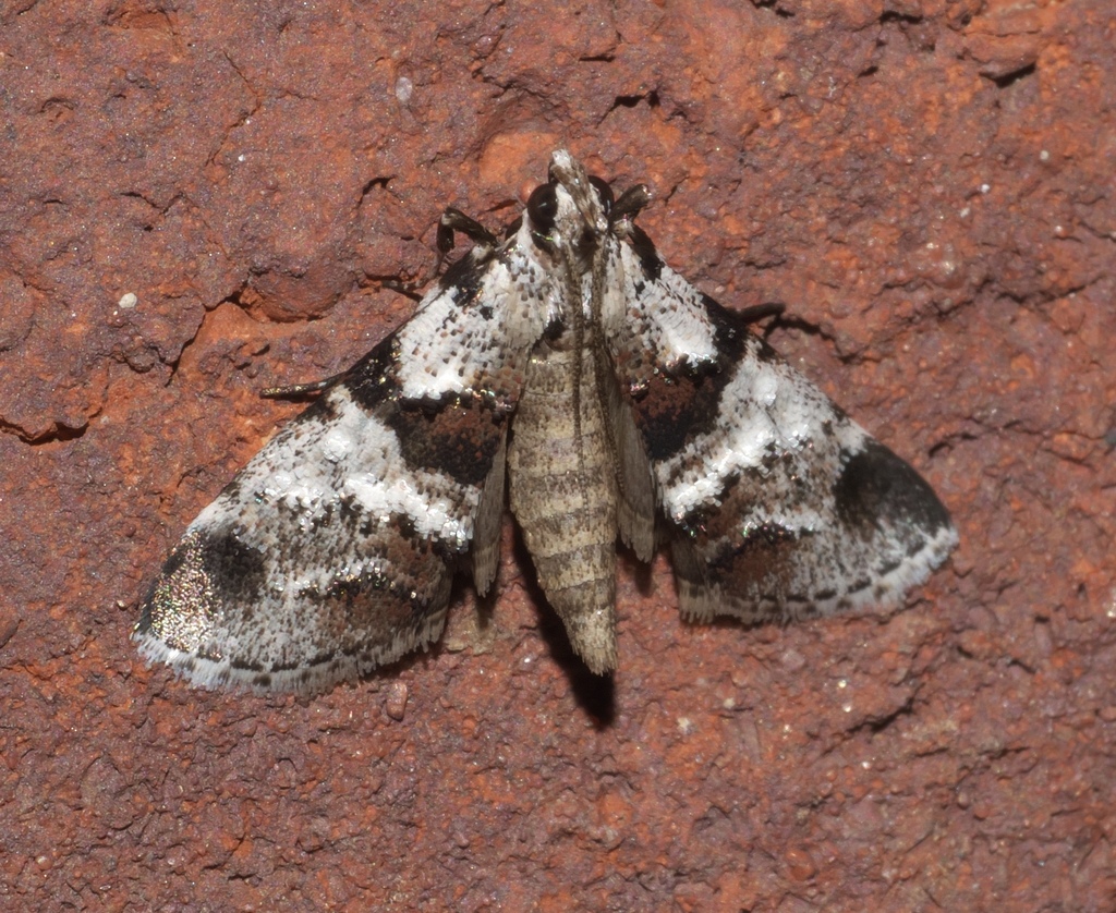 Dark-banded Tallula