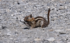 Callospermophilus lateralis certus