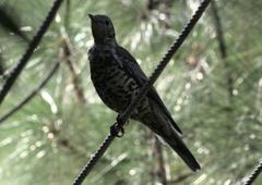 Turdus viscivorus