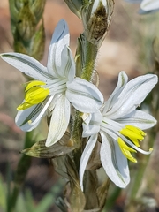Chlorophytum transvaalense