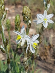 Chlorophytum transvaalense