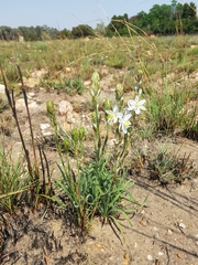 Chlorophytum transvaalense