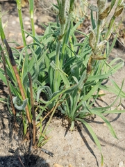 Chlorophytum transvaalense