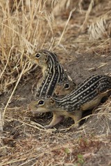 Ictidomys tridecemlineatus