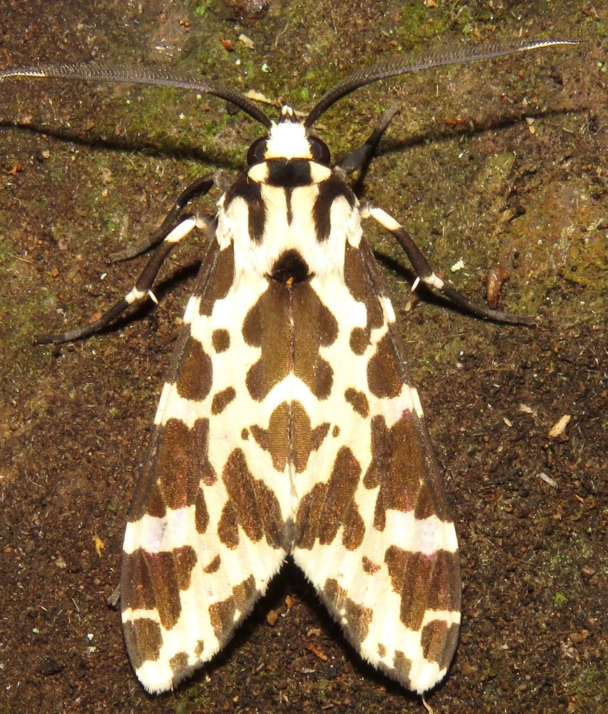 Eucereon consorta