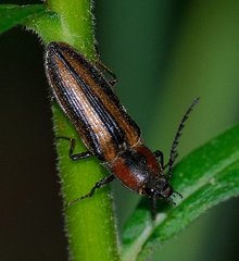 Tesolasomus trivittatus