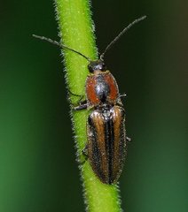 Tesolasomus trivittatus