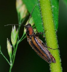 Tesolasomus trivittatus
