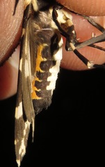 Eucereon consorta