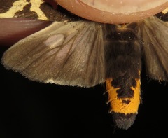 Eucereon consorta
