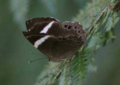 Abisara fylla