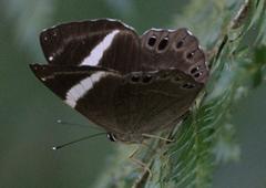 Abisara fylla