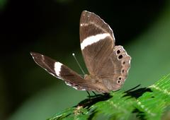 Abisara fylla