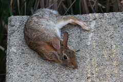 Sylvilagus floridanus